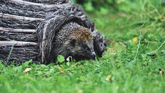 Ein Igel in einem Igelhaus. 