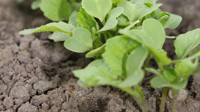 grüner Blattkohl in der Erde